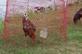 Raising chickens in rural Thailand outdoor style