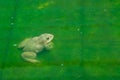 The raising frogs in pond Royalty Free Stock Photo