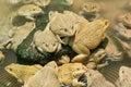 The raising frogs in pond Royalty Free Stock Photo