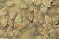 The raising frogs in pond Royalty Free Stock Photo