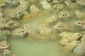 The raising frogs in pond Royalty Free Stock Photo