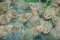 The raising frogs in pond Royalty Free Stock Photo