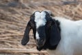 raising goats for food in rural areas .make the goat happy