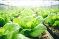 Raising lettuce leaves in a controlled environment