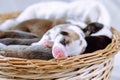 Raising puppies. Newborn Welsh Corgi puppies cuddle up to each other, sleeping sweetly in wicker basket. Closeup.