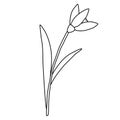 Raising snowdrop spring flower, doodle style flat vector outline for coloring book