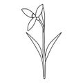 Raising snowdrop spring flower, open bud, doodle style flat vector outline for coloring book