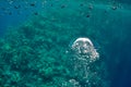 Raising underwater bubbles in the blue sea Royalty Free Stock Photo