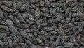 Raisins, dried black grapes Royalty Free Stock Photo