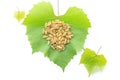 Raisins on fresh grape leaves Royalty Free Stock Photo