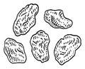 Raisins. Vector black vintage engraving illustration. Isolated on white background.