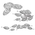 Raisins. Vector illustrations of Sketch Dried Fruits.