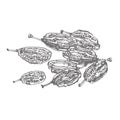 Raisins. Vector illustrations of Sketch Dried Fruits.