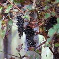 raisins in the vineyard in autumn Royalty Free Stock Photo