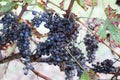Raisins in the vineyard in autumn Royalty Free Stock Photo
