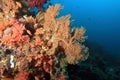 Raja Ampat Coral Reef