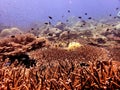 Raja Ampat hard coral reef Royalty Free Stock Photo