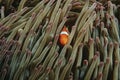 Raja Ampat Indonesia Pacific Ocean false clown anemonefish (Amphiprion ocellaris) hiding in magnificent sea anemone (Heteractis ma Royalty Free Stock Photo