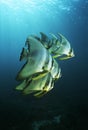 Raja Ampat Indonesia Pacific Ocean juvenile batfish (Platax teira) swimming under surface of ocean Royalty Free Stock Photo