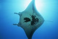 Raja Ampat Indonesia Pacific Ocean manta ray (Manta birostris) view from below Royalty Free Stock Photo