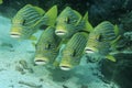 Raja Ampat Indonesia Pacific Ocean oriental sweetlips (Plecorhinchus orientalis) just above ocean floor Royalty Free Stock Photo