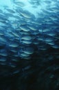 Raja Ampat Indonesia Pacific Ocean School of elongate surgeonfish (Acanthurus mata) feeding on plankton Royalty Free Stock Photo