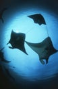 Raja Ampat Indonesia Pacific Ocean silhouettes of manta rays (Manta birostris) low angle view Royalty Free Stock Photo