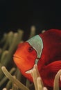 Raja Ampat Indonesia Pacific Ocean spinecheek anemonefish (Premnas biaculeatus) close-up Royalty Free Stock Photo