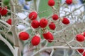 Raja Lipstick Palm Cyrtostachys renda Royalty Free Stock Photo