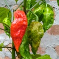 Raja Mircha Naga King Chilli Hottest Chilli in the world