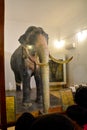 Raja elephant in sri dalada maligawa museum, kandy, Sri Lanka