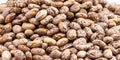 Rajado beans, brazilian beans, seed pile on isolated, macro photography Royalty Free Stock Photo