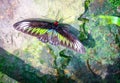 Rajah Brooke Birdwing butterfly Royalty Free Stock Photo