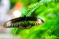 Rajah Brooke Birdwing butterfly Royalty Free Stock Photo