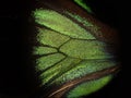 Rajah Brooke Birdwings- tropical buttelfly - detail