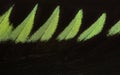 Rajah Brooke Birdwings- tropical buttelfly - detail