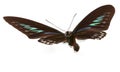 Rajah Brooke Birdwings- tropical buttelfly