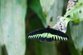 Rajah Brooke black and green birdwing butterfly