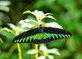 Rajah Brooke butterfly in a lovely garden