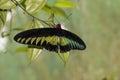 Rajah Brooke`s birdwing butterfly, Trogonoptera brookiana