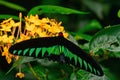 Rajah Brooke's Birdwing, Penang Royalty Free Stock Photo