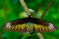 Rajah Brooke's Birdwing, Penang Royalty Free Stock Photo
