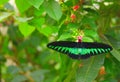 Rajah Brooke`s birdwing and small red flowers Royalty Free Stock Photo