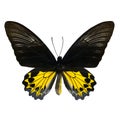 Rajah Brookiana butterfly