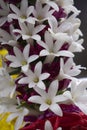 Rajanigandha flower or Tuberose, Agave amica, Satara, Maharashtra