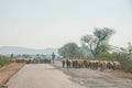 Sheep farming in Rajasthan, India