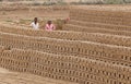 RAJASTHAN, INDIA - MARCH 16, 2018: Indian man and woman working on brick factor Royalty Free Stock Photo