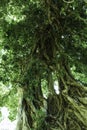 Rajasthan, India - October 06, 2012: A banyan tree also known as bargad ka ped in hindi in hilly mountains surrounding abandoned Royalty Free Stock Photo