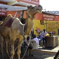 Rajasthan, India - October 06, 2012: A domestic camel appears to be smiling in Rajasthan tied in front of a commercial shop of tea