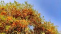 Flowering tree of Tecomella Undulata ( Rohida tree) , with blue sky